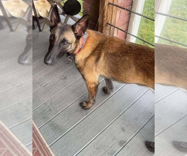 Medium Photo #10 Mutt Puppy For Sale in Imlay City, MI, USA