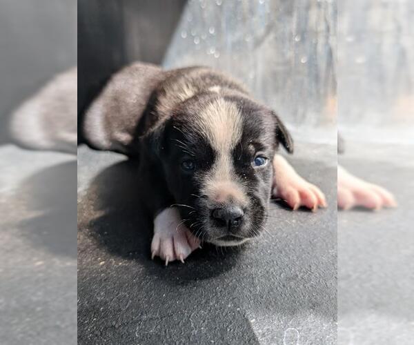 Medium Photo #1 American Staffordshire Terrier-Unknown Mix Puppy For Sale in San Antonio, TX, USA