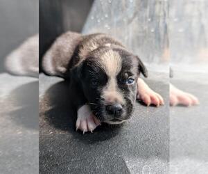 American Staffordshire Terrier-Unknown Mix Dogs for adoption in San Antonio, TX, USA