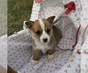 Pembroke Welsh Corgi Puppy for sale in ROCKVILLE, IN, USA