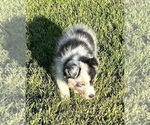 Small #4 Shetland Sheepdog