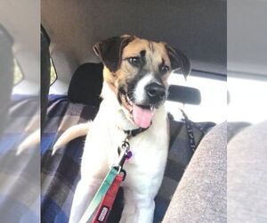TREY - Male Mutt Dog for Adoption - Photo #3