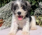 Small #10 Schnauzer (Miniature)