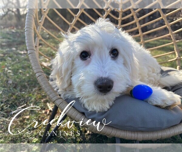 Medium Photo #17 Havachon Puppy For Sale in NIANGUA, MO, USA