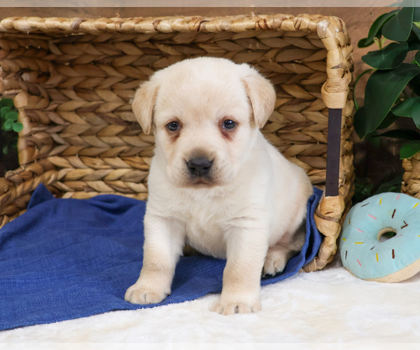 Medium Photo #12 Labrador Retriever Puppy For Sale in SYRACUSE, IN, USA