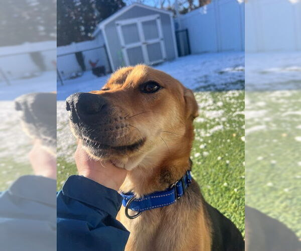 Medium Photo #6 Mutt Puppy For Sale in Woodbury, NY, USA