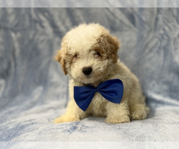 Medium Photo #5 Bichpoo Puppy For Sale in LAKELAND, FL, USA