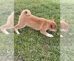 Small Photo #6 Shiba Inu Puppy For Sale in CANOGA, NY, USA