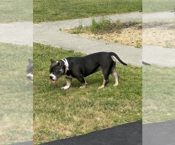 Medium Photo #5 American Bully Puppy For Sale in ALEXANDRIA, VA, USA