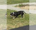 Small #4 American Bully