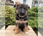 Delaney - Female German Shepherd Dog Puppy for Sale - Photo #5