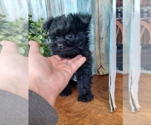 Morkie Puppy for sale in NILES, MI, USA