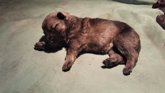 German Shepherd Dog Puppy for sale in MOUNT STERLING, OH, USA