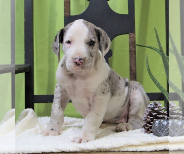 Medium Photo #1 Great Dane Puppy For Sale in LITITZ, PA, USA