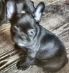 Small Photo #4 French Bulldog Puppy For Sale in DUNNELLON, FL, USA