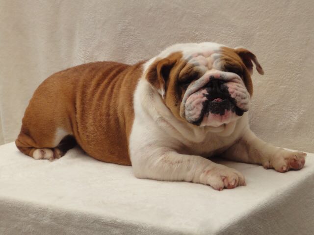 Medium Photo #1 English Bulldog Puppy For Sale in REVERE, MA, USA