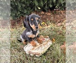 Small #3 Dachshund