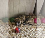 Small #3 American Bandogge mastiff