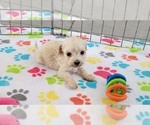 Small #1 Maltese-Poodle (Toy) Mix
