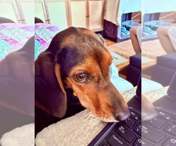 Medium Photo #5 Coonhound-Unknown Mix Puppy For Sale in Germantown, OH, USA