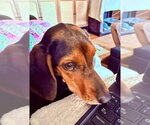 Small #4 Coonhound Mix