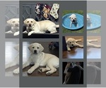 Small Photo #6 Labrador Retriever Puppy For Sale in BLANCHESTER, OH, USA