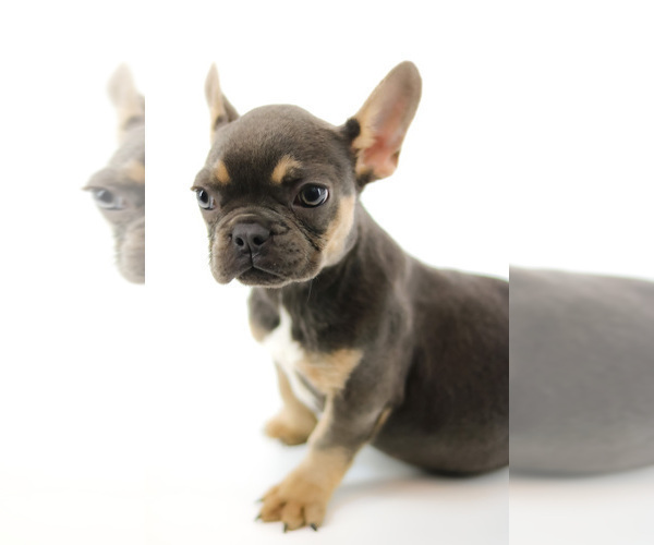 Medium Photo #3 French Bulldog Puppy For Sale in CLEARWATER, FL, USA