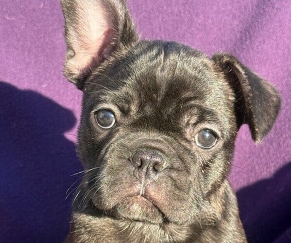 Medium Photo #1 Faux Frenchbo Bulldog-French Bulldog Mix Puppy For Sale in MOUNDRIDGE, KS, USA