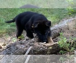 Small #2 German Shepherd Dog