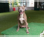 Small #1 American Pit Bull Terrier
