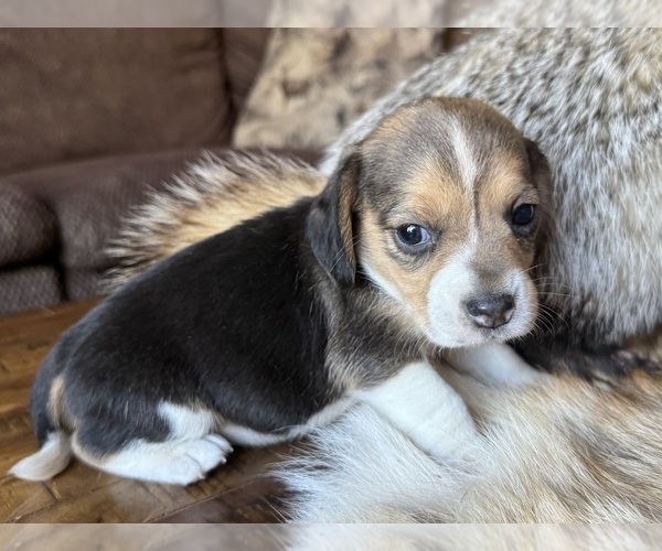 Medium Photo #1 Beagle Puppy For Sale in FORDLAND, MO, USA