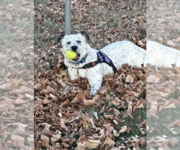 Medium Photo #4 Mutt Puppy For Sale in Shelburne, VT, USA