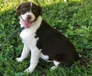 Medium Australian Shepherd Mix