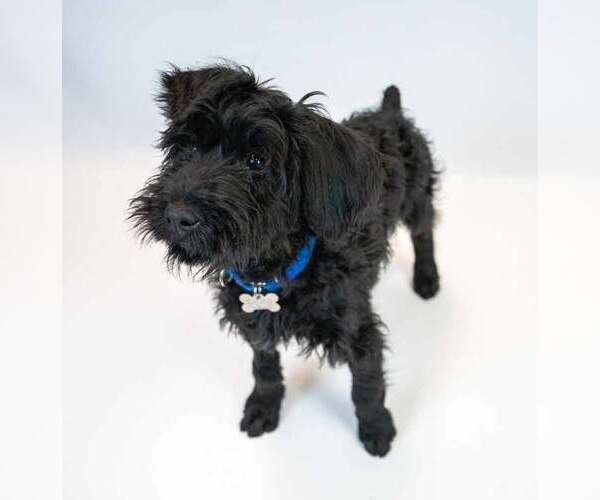 Medium Photo #6 Mutt Puppy For Sale in Kennesaw, GA, USA