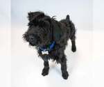 Small #5 Mutt