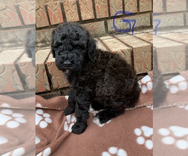 Medium Photo #1 Poodle (Standard) Puppy For Sale in AND, SC, USA