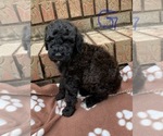 Small Photo #1 Poodle (Standard) Puppy For Sale in AND, SC, USA