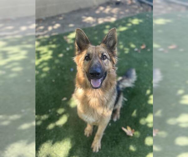Medium Photo #1 German Shepherd Dog Puppy For Sale in Chula Vista, CA, USA