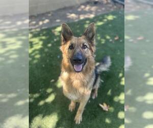 German Shepherd Dog Dogs for adoption in Chula Vista, CA, USA