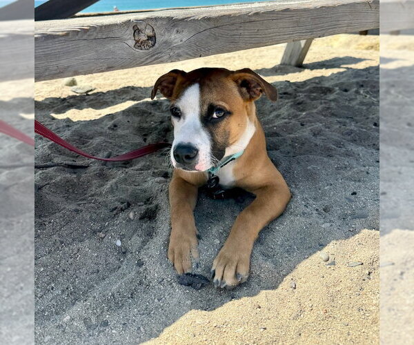 Medium Photo #6 Boxer-Unknown Mix Puppy For Sale in San Juan Capistrano, CA, USA