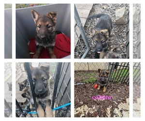 German Shepherd Dog Puppy for sale in FORT WORTH, TX, USA