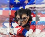 Small #4 Yorkshire Terrier