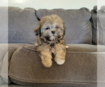 Small Photo #2 Mal-Shi Puppy For Sale in SANTA CLARITA, CA, USA
