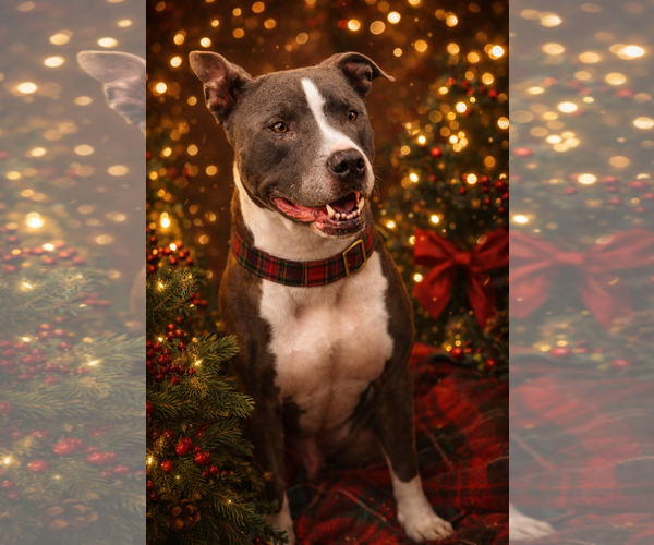 Medium Photo #7 American Pit Bull Terrier-American Staffordshire Terrier Mix Puppy For Sale in Caribou, ME, USA
