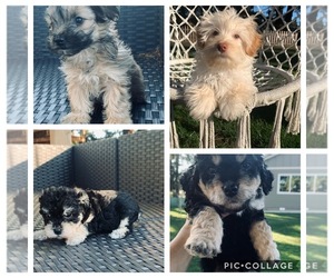 ShihPoo Puppy for sale in PORTLAND, OR, USA
