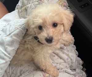 Poochon Puppy for sale in WEST CHESTER, OH, USA