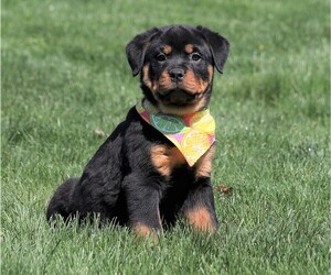 Rottweiler Puppy for sale in FREDERICKSBG, OH, USA