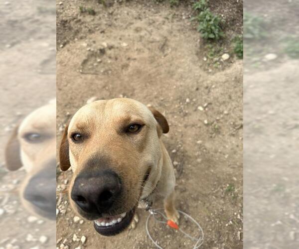Medium Photo #1 Labrador Retriever-Unknown Mix Puppy For Sale in San Antonio, TX, USA