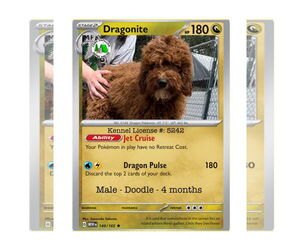 Golden Retriever Dogs for adoption in Stroudsburg, PA, USA