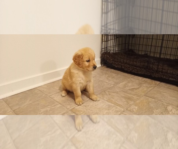 Medium Photo #1 Golden Retriever Puppy For Sale in MC GUIRE AFB, NJ, USA